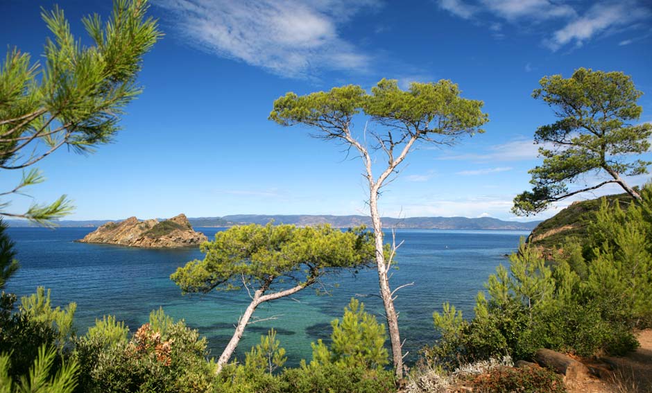 Paysage de pins et vue sur mer