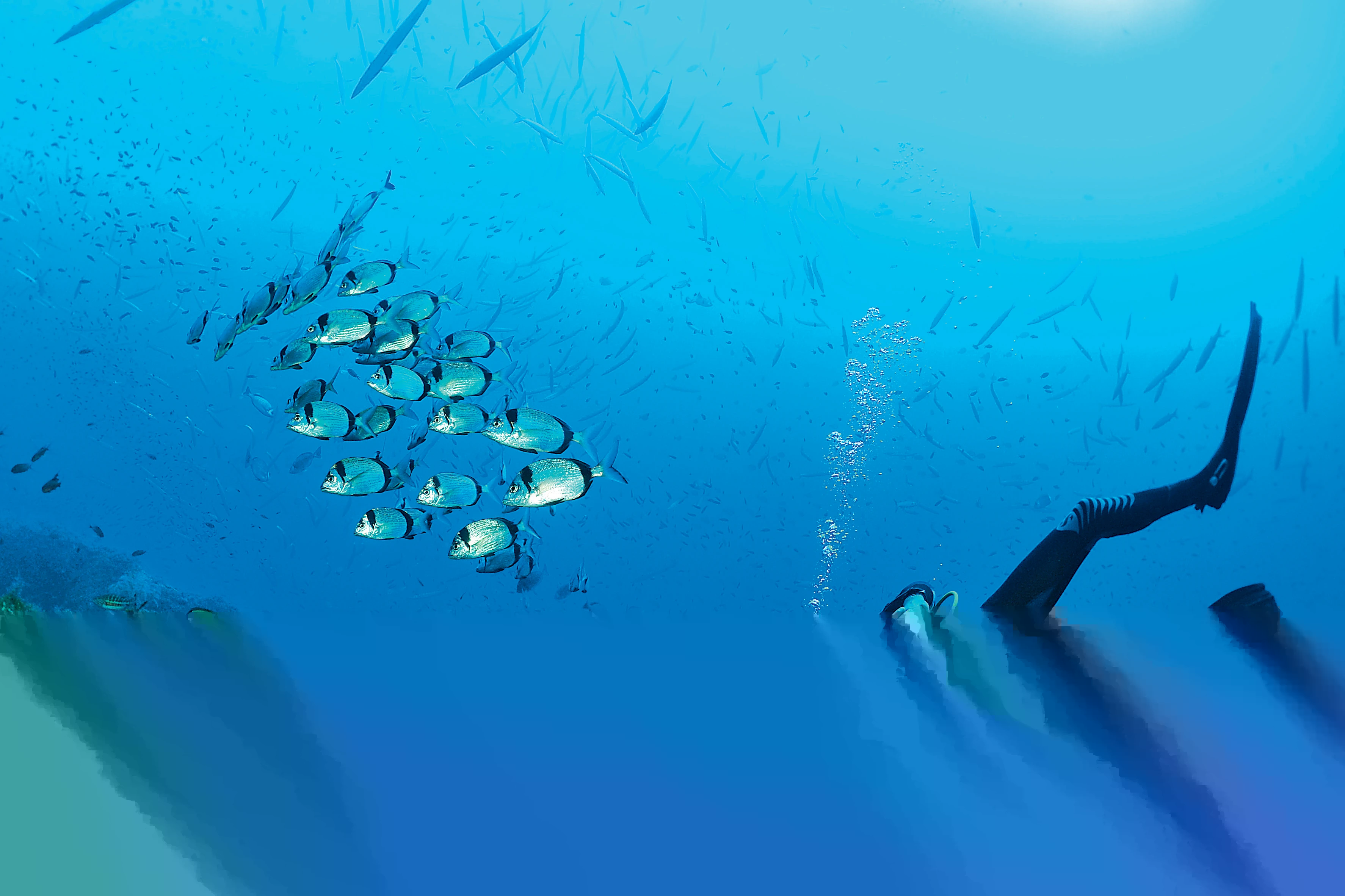 Plongeur observant un merou